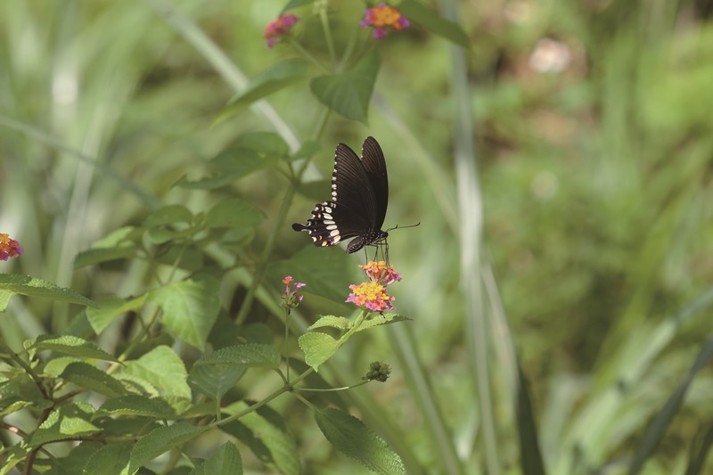 Tailed Jay - Nature